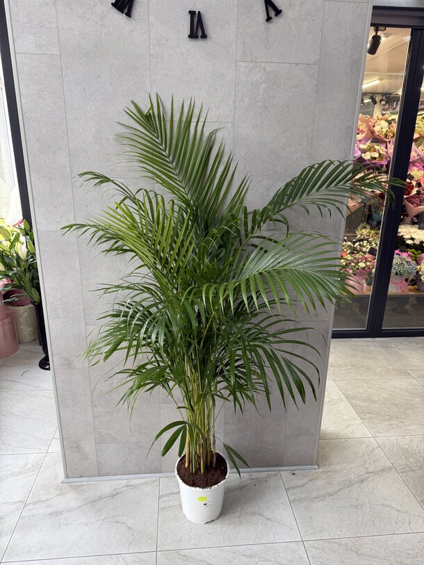 Ховея, артикул F1405846 - 27225 рублей, доставка по городу. Flawery - доставка цветов