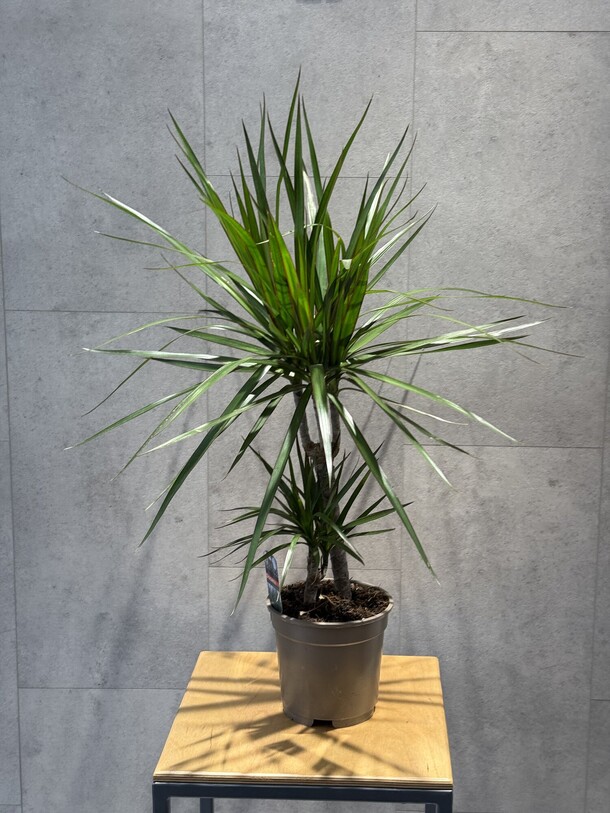 Драцена, артикул F1426939 - 5445 рублей, доставка по городу. Flawery - доставка цветов