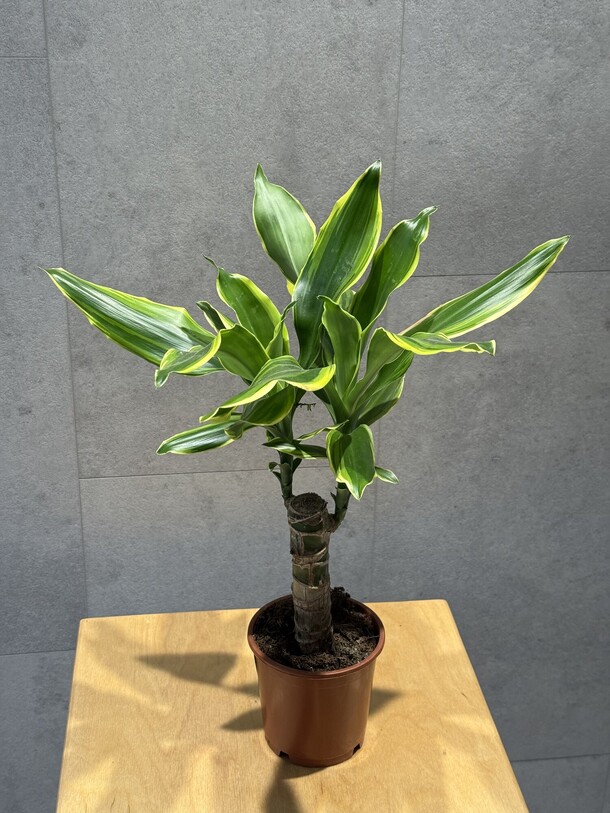 Драцена, артикул F1426947 - 2783 рублей, доставка по городу. Flawery - доставка цветов