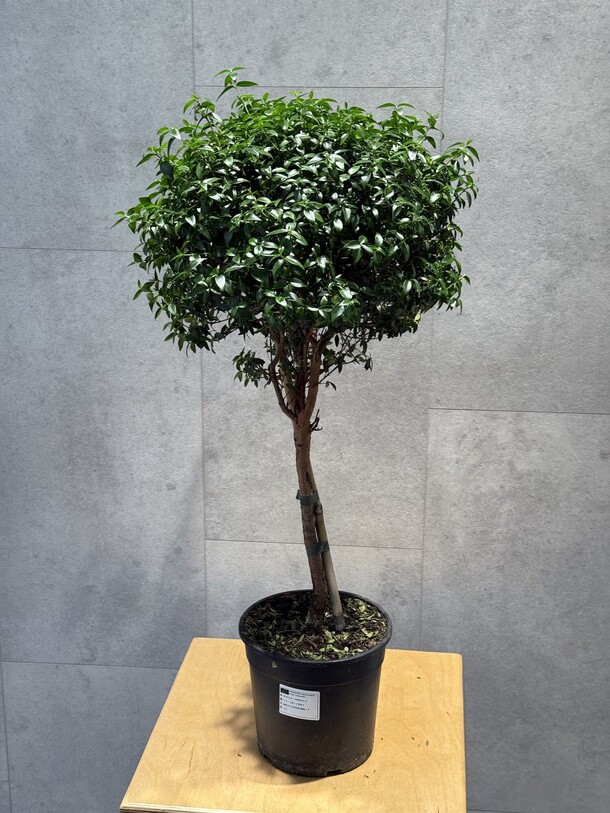 Мирт, артикул F1426950 - 10890 рублей, доставка по городу. Flawery - доставка цветов