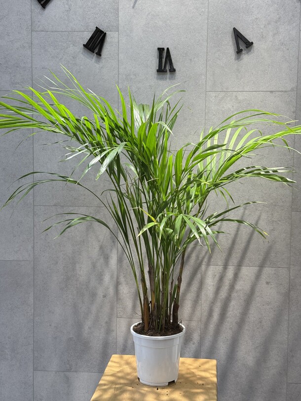 Ховея, артикул F1426954 - 11798 рублей, доставка по городу. Flawery - доставка цветов