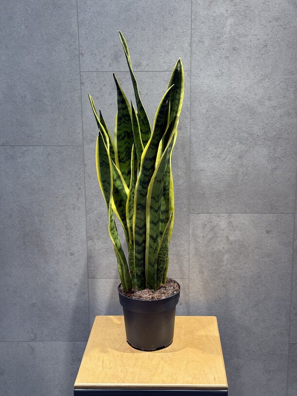 Тещин язык, артикул F1426957 - 7200 рублей, доставка по городу. Flawery - доставка цветов