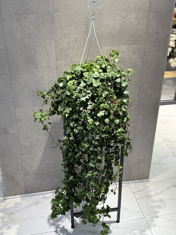 Плющ, артикул F1427026 - 6897 рублей, доставка по городу. Flawery - доставка цветов