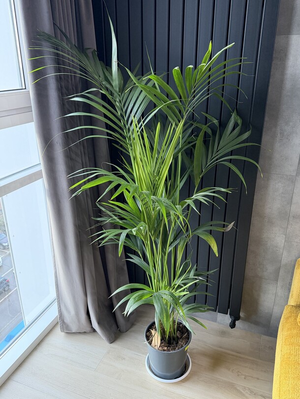 Пальма, артикул F1499079 - 27225 рублей, доставка по городу. Flawery - доставка цветов