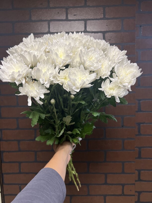 9 белоснежных хризантем, артикул F1228388 - 3993 рублей, доставка по городу. Flawery - доставка цветов