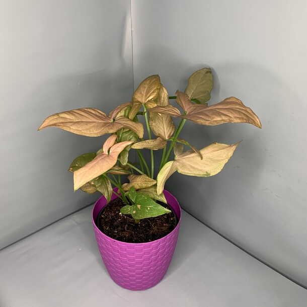 Сингониум рэд спот, артикул F1295505 - 3650 рублей, доставка по городу. Flawery - доставка цветов