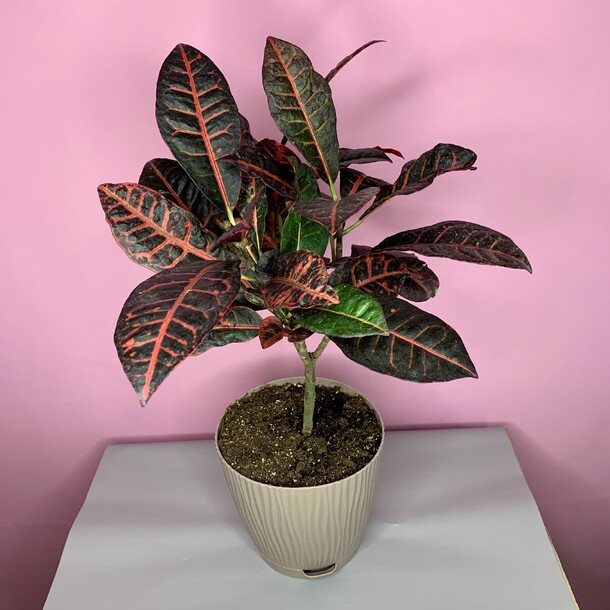 Кротон(кодеум)️☘️, артикул F1505808 - 5900 рублей, доставка по городу. Flawery - доставка цветов