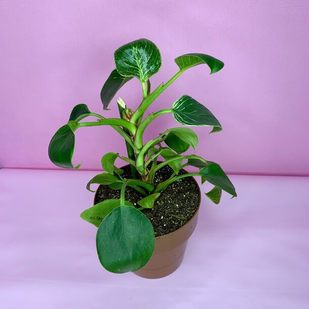 Филодендрон биркин (небольшой), артикул F1505953 - 2450 рублей, доставка по городу. Flawery - доставка цветов