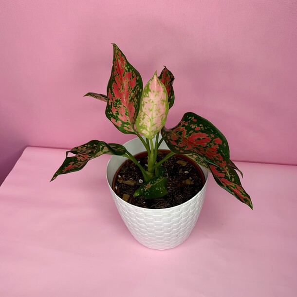 Аглаонема(006), артикул F1510841 - 3300 рублей, доставка по городу. Flawery - доставка цветов