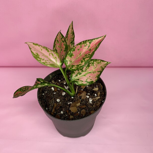 Аглаонема(008), артикул F1510845 - 2400 рублей, доставка по городу. Flawery - доставка цветов