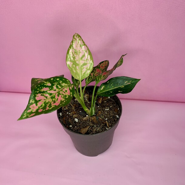 Аглаонема (009), артикул F1510848 - 2680 рублей, доставка по городу. Flawery - доставка цветов