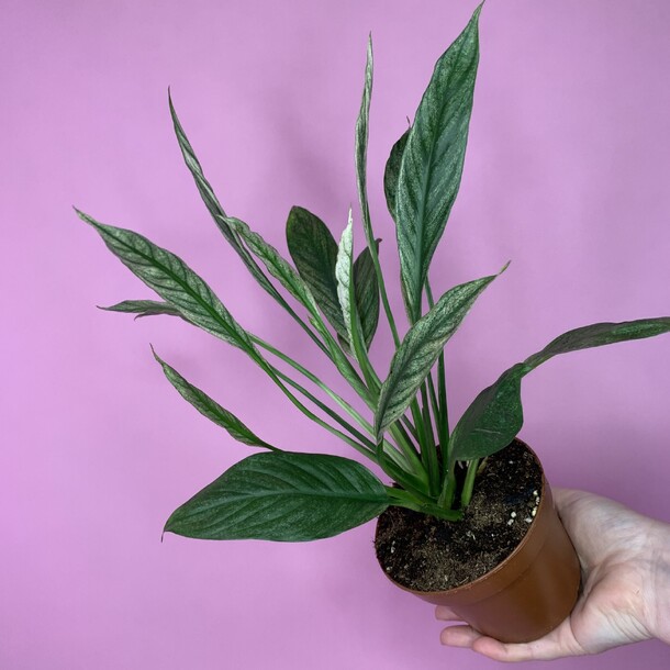 Спатифиллум сильвер купидо (03), артикул F1513148 - 3990 рублей, доставка по городу. Flawery - доставка цветов