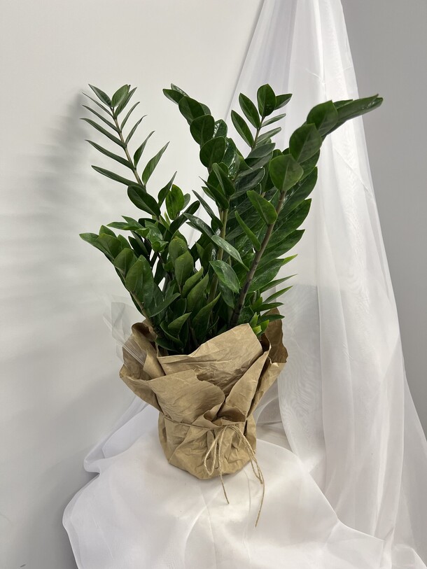 Замиокулькас «денежное дерево», артикул F1464796 - 4000 рублей, доставка по городу. Flawery - доставка цветов