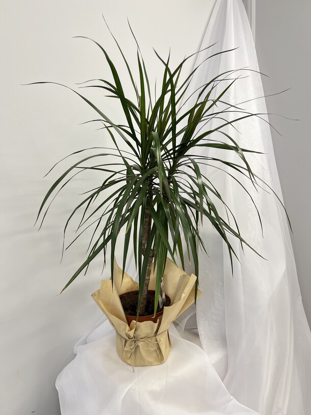 Драцена штамбовая, артикул F1464798 - 3500 рублей, доставка по городу. Flawery - доставка цветов