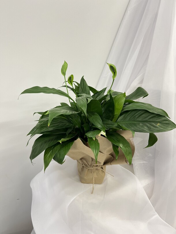 Спатифилум «женское счастье», артикул F1464799 - 3000 рублей, доставка по городу. Flawery - доставка цветов