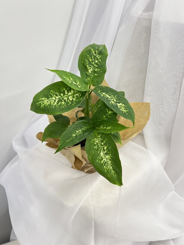 Диффенбахия, артикул F1464800 - 2500 рублей, доставка по городу. Flawery - доставка цветов