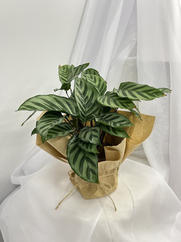 Ктенанта, артикул F1464802 - 2500 рублей, доставка по городу. Flawery - доставка цветов