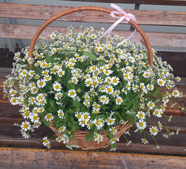 Корзина с ромашками, артикул F1114162 - 6991 рублей, доставка по городу. Flawery - доставка цветов