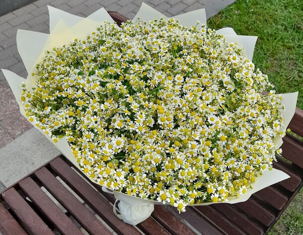 Букет из 101 кустовой ромашки, артикул F1115974 - 24188 рублей, доставка по городу. Flawery - доставка цветов