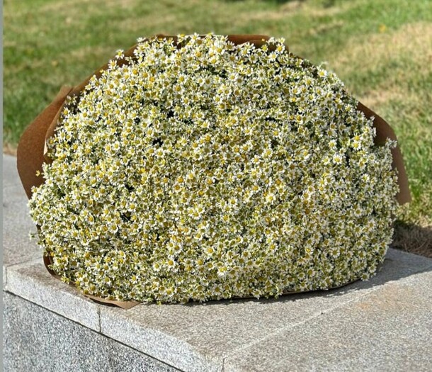 201 кустовая ромашка, артикул F1220041 - 39991 рублей, доставка по городу. Flawery - доставка цветов