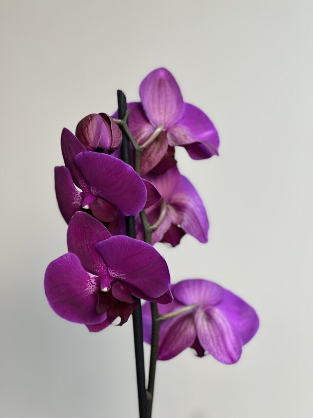 Орхидея фиолетовая, артикул F1406622 - 4000 рублей, доставка по городу. Flawery - доставка цветов