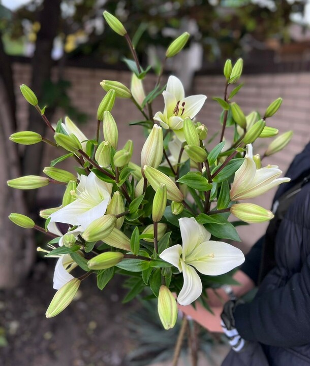 Лилия без запаха 7 шт, артикул F1288104 - 5300 рублей, доставка по городу. Flawery - доставка цветов