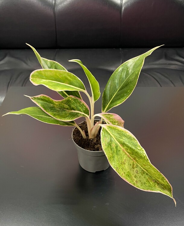 Аглаонема липстик пинк, артикул F1528997 - 2450 рублей, доставка по городу. Flawery - доставка цветов