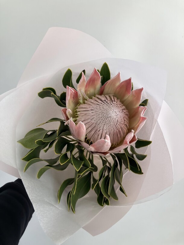 Протея ц в е т к е в и ч, артикул F1222977 - 4500 рублей, доставка по городу. Flawery - доставка цветов