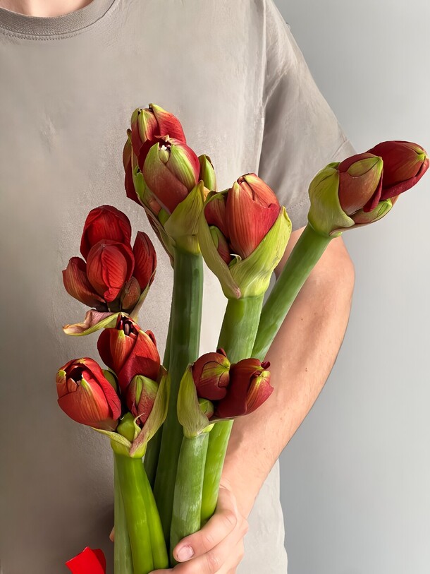 7 красных амариллисов, артикул F1226178 - 6600 рублей, доставка по городу. Flawery - доставка цветов