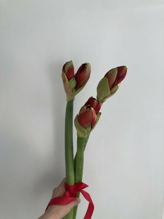 3 амариллисов, артикул F1226184 - 2900 рублей, доставка по городу. Flawery - доставка цветов