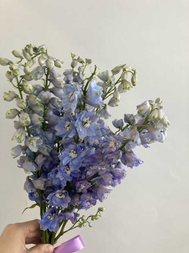 Букет из 9 дельфиниумов, артикул F1237968 - 11846 рублей, доставка по городу. Flawery - доставка цветов