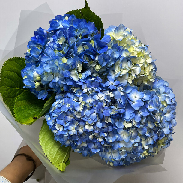 Букет из 5 синих гортензий, артикул F1264165 - 4500 рублей, доставка по городу. Flawery - доставка цветов