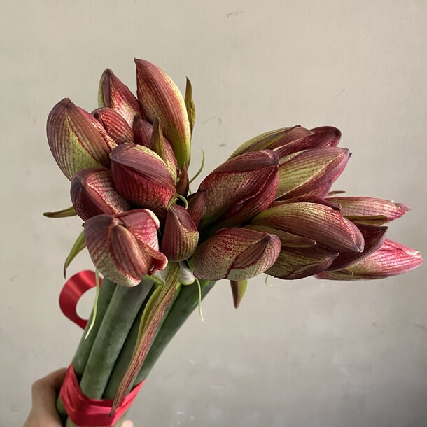 Букет из 7 амариллисов, артикул F1376501 - 6500 рублей, доставка по городу. Flawery - доставка цветов