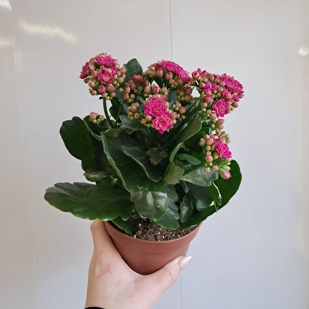 Каланхоэ (розовый), артикул F1382386 - 1800 рублей, доставка по городу. Flawery - доставка цветов