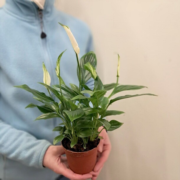 Спатифиллум (женское счастье) малое, артикул F1395434 - 1800 рублей, доставка по городу. Flawery - доставка цветов