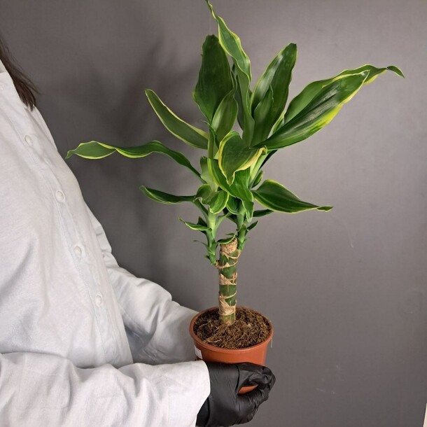 Драцена душистая, артикул F1416291 - 2790 рублей, доставка по городу. Flawery - доставка цветов