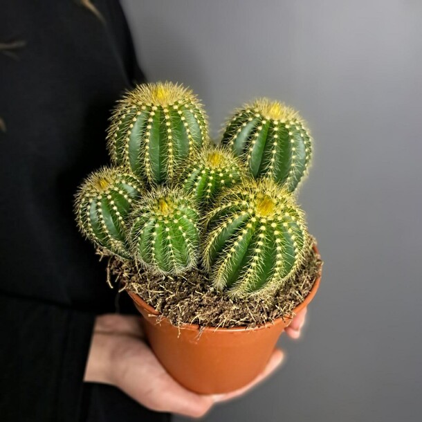 Кактусы 9шт, артикул F1418471 - 3950 рублей, доставка по городу. Flawery - доставка цветов