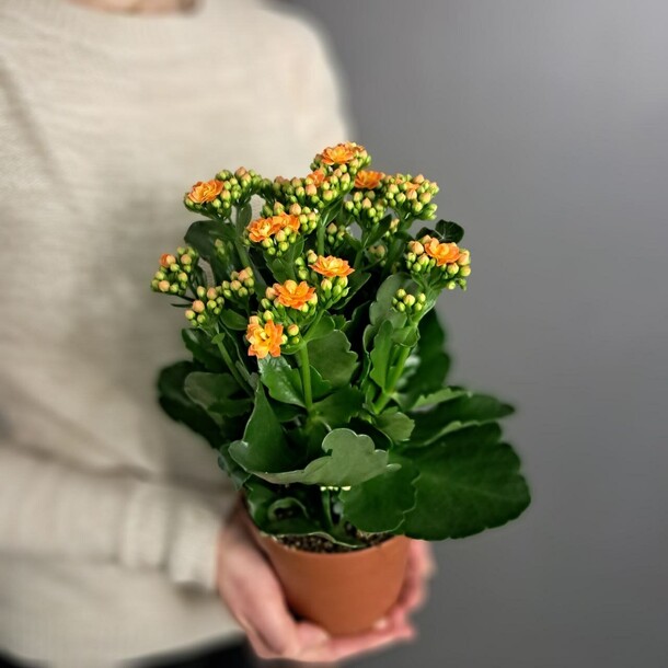 Каланхоэ (рыжий), артикул F1419333 - 1800 рублей, доставка по городу. Flawery - доставка цветов