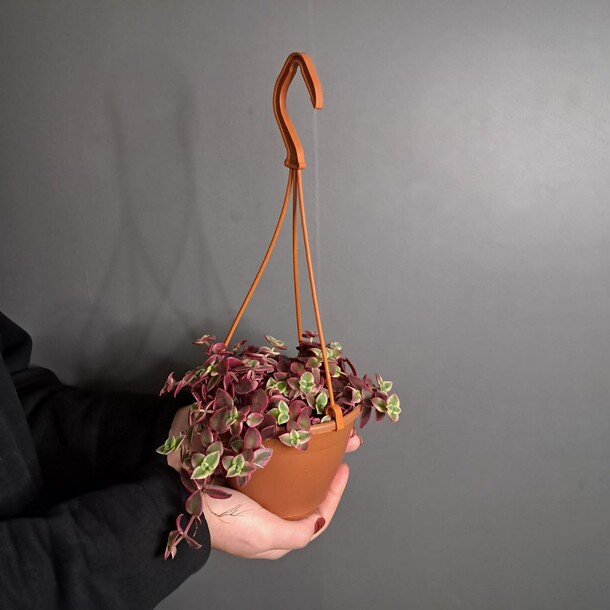 Крассула маргиналис зелено-красная, артикул F1454670 - 2600 рублей, доставка по городу. Flawery - доставка цветов