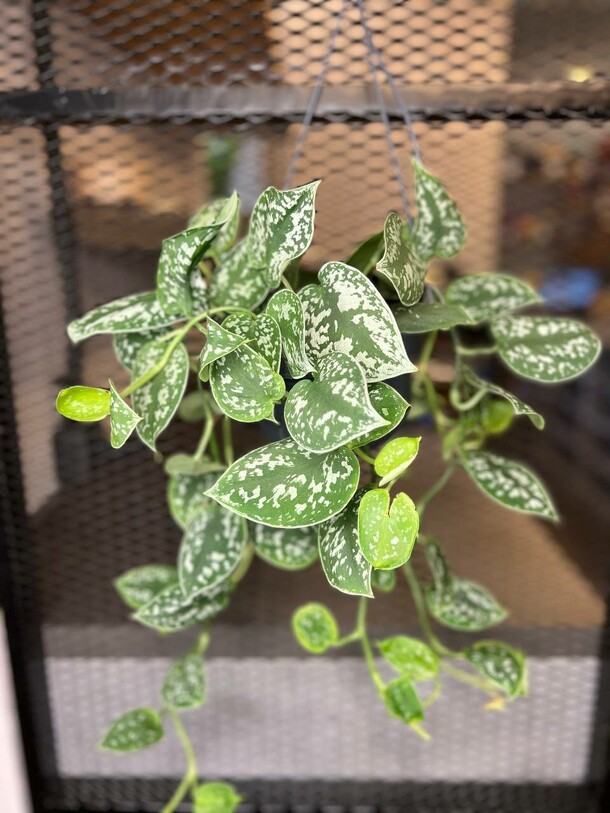 Сциндапсус пиктус, артикул F1292517 - 5000 рублей, доставка по городу. Flawery - доставка цветов