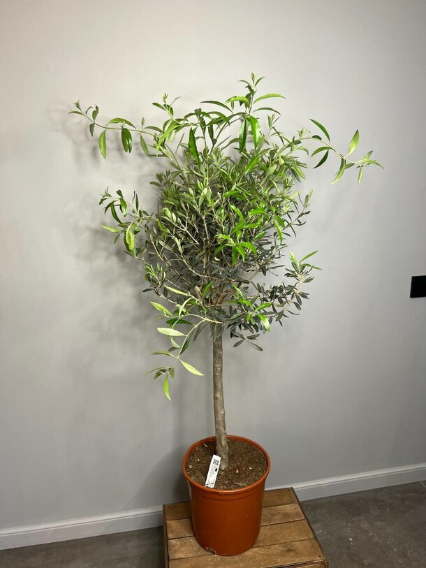 Оливковое дерево, артикул F1293828 - 33300 рублей, доставка по городу. Flawery - доставка цветов