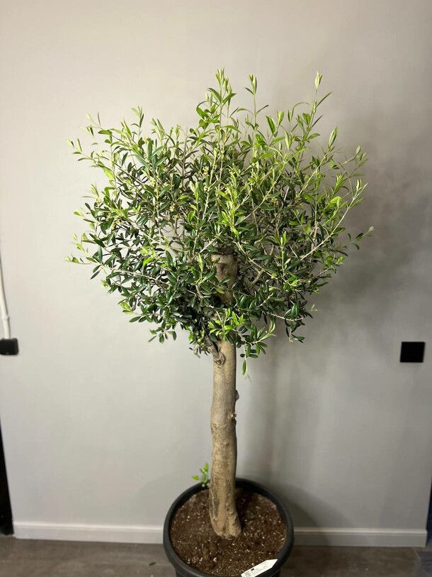 Оливковое дерево, артикул F1293845 - 69300 рублей, доставка по городу. Flawery - доставка цветов