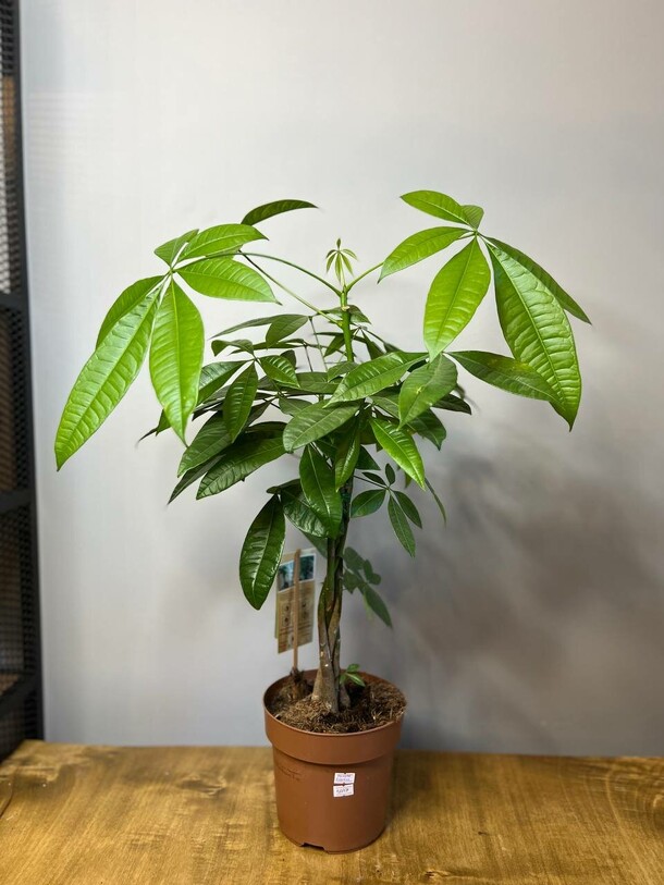 Пахира акватика, артикул F1296818 - 6500 рублей, доставка по городу. Flawery - доставка цветов