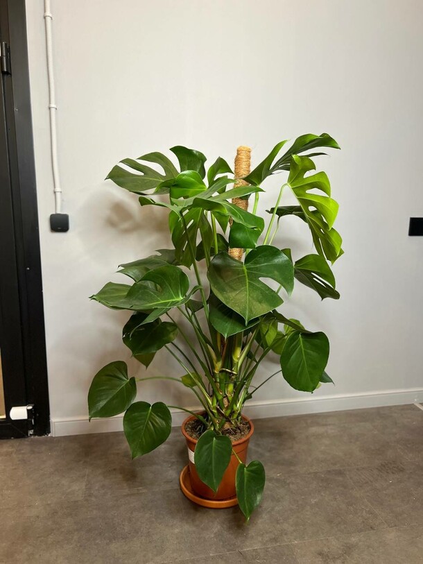 Монстера делициоза, артикул F1296823 - 27200 рублей, доставка по городу. Flawery - доставка цветов