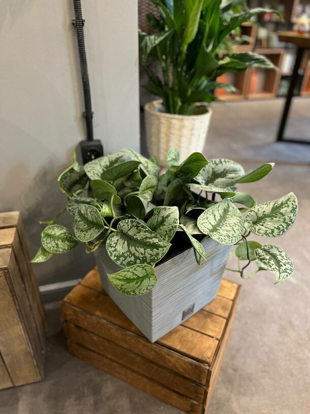 Сциндапсус пиктус, артикул F1309699 - 14500 рублей, доставка по городу. Flawery - доставка цветов