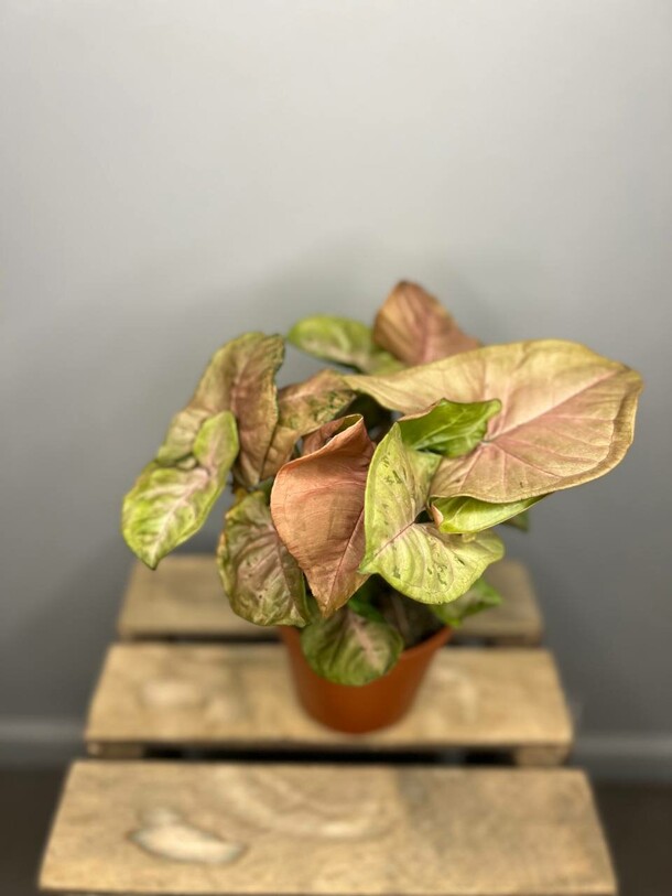 Сингониум, артикул F1345535 - 2000 рублей, доставка по городу. Flawery - доставка цветов