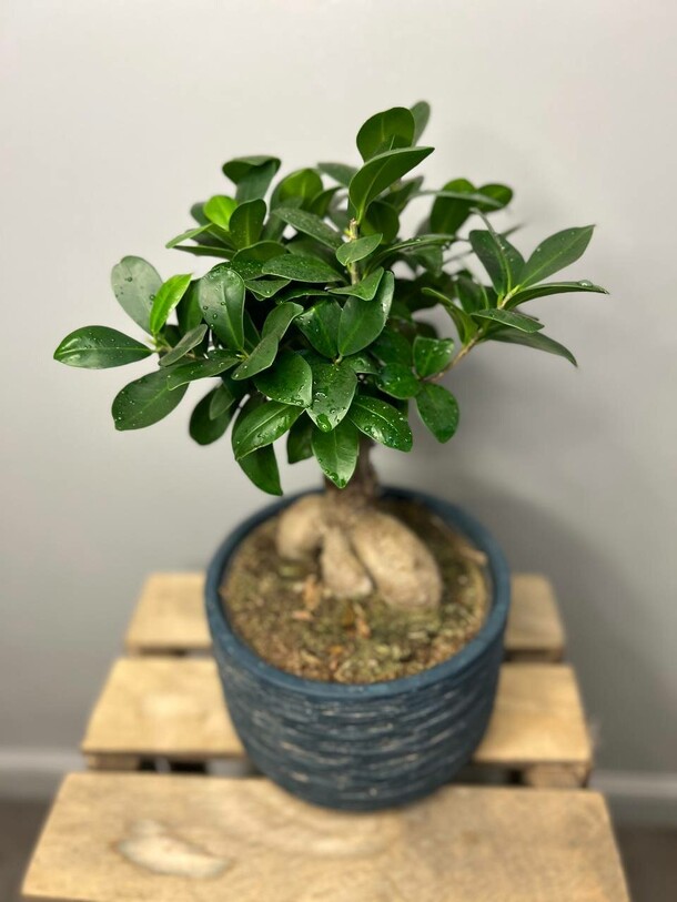 Фикус микрокарпа в керамическом кашпо, артикул F1358083 - 7600 рублей, доставка по городу. Flawery - доставка цветов