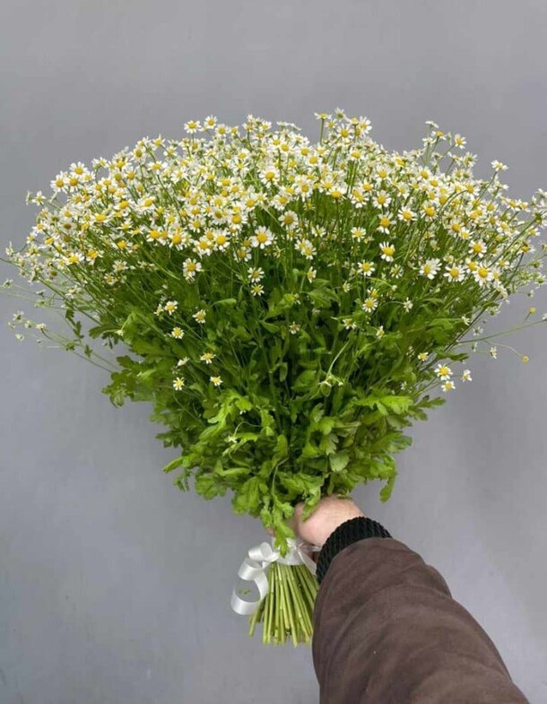 Большой букет ромашек, артикул F1147144 - 14871 рублей, доставка по городу. Flawery - доставка цветов