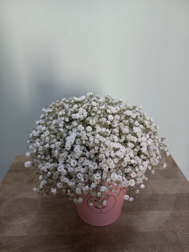 Нежная белая гипсофила в стаканчике, артикул F1190266 - 2662 рублей, доставка по городу. Flawery - доставка цветов