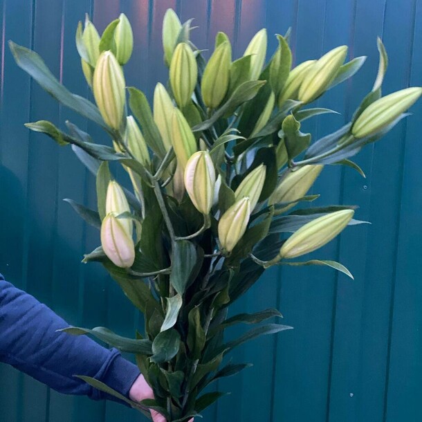 Летний букет белых лилий, артикул F1199357 - 6401 рублей, доставка по городу. Flawery - доставка цветов